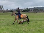 PCA Virtual Nationals Update - Pony Club Australia