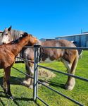PCA Virtual Nationals Update - Pony Club Australia