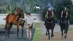 PCA Virtual Nationals Update - Pony Club Australia