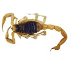 Scorpions Item Type - The Beeman Bee Removal