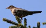 Birding and culture in Southern Germany - Birdingtours