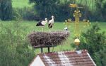 Birding and culture in Southern Germany - Birdingtours