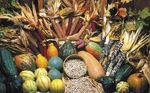 Ready! Starting Your Food Sovereignty Assessment Process - Hosted by First Nations Development Institute - First ...