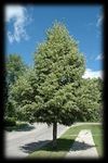 2020 Boulevard Tree List - Minot Park District
