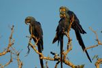 Remote Southern Pantanal - Ultimate Wildlife Experience