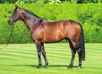 KING OF COMEDY TIMEFORM 26 June 2019 - The Best 3yo in Europe By KINGMAN- The Best Young Sire in Europe - Novara Park Stud