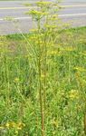 Identification of Giant Hogweed