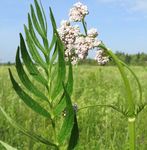 Identification of Giant Hogweed