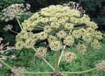 Identification of Giant Hogweed