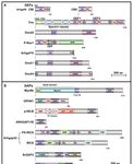 Rho GTPase Regulators and Effectors in Autism Spectrum Disorders: Animal Models and Insights for Therapeutics - MDPI