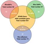 Rho GTPase Regulators and Effectors in Autism Spectrum Disorders: Animal Models and Insights for Therapeutics - MDPI