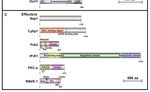 Rho GTPase Regulators and Effectors in Autism Spectrum Disorders: Animal Models and Insights for Therapeutics - MDPI