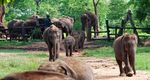 Taken for a ride The conditions for elephants used in tourism in Asia - World Animal Protection