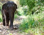 Taken for a ride The conditions for elephants used in tourism in Asia - World Animal Protection