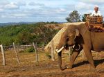 Taken for a ride The conditions for elephants used in tourism in Asia - World Animal Protection