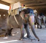 Taken for a ride The conditions for elephants used in tourism in Asia - World Animal Protection