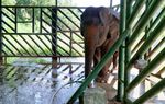 Taken for a ride The conditions for elephants used in tourism in Asia - World Animal Protection