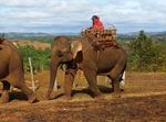 Taken for a ride The conditions for elephants used in tourism in Asia - World Animal Protection