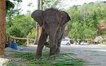 Taken for a ride The conditions for elephants used in tourism in Asia - World Animal Protection