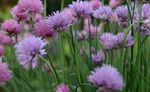 Edible Flowers - More Than a Garnish - Fairfax Master Gardeners