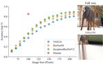 Why do deep convolutional networks generalize so poorly to small image transformations?