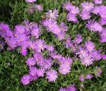 Tubestock Trader - Larkman Nurseries