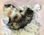 THE KITTEN POST - National Kitten Coalition