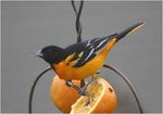 ATTRACTING BACKYARD BIRDS: BIRD FEEDER SELECTION1