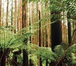 Forest Management Plan & Sustainability Report 2019/20 - HVP ...