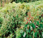 Forest Management Plan & Sustainability Report 2019/20 - HVP ...