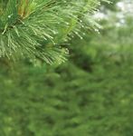 Forest Management Plan & Sustainability Report 2019/20 - HVP ...