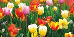 Media Information 2021 - Advertising rate card no. 32, valid from 1 January 2021 - GartenFlora