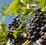 BIODIVERSITY PROTECTION IN VITICULTURE IN EUROPE - Bodensee ...