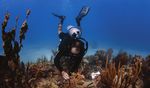 PUERTO RICO Coral reef condition: A status report for - FAIR