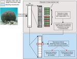 Reconstructing Four Centuries of Temperature-Induced Coral Bleaching on the Great Barrier Reef