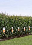 Maize Variety Portfolio 2021