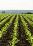 Maize Variety Portfolio 2021
