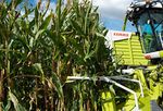 Maize Variety Portfolio 2021