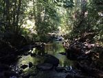 A snapshot of water quality from sampling freshwater invertebrates in Purau stream, Lyttelton Harbour/Whakaraupō - LEAP Research Report