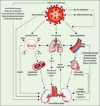 Scientific update on COVID-19 - CLINIC & PHYSIOPATHOLOGY - Updated on April 19th 2021 - Infectiologie