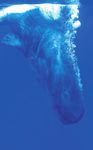 Blue Whales The PlaneT's largesT animal - Big Animals Expeditions