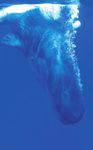 Blue Whales The PlaneT's largesT animal - Big Animals Expeditions