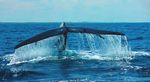 Blue Whales The PlaneT's largesT animal - Big Animals Expeditions