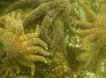 SPOTLIGHT Marine Biodiversity Loss: Epidemic Wipes Out Majority of Sunflower Sea Stars