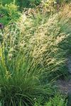 Ornamental Grasses go native with