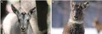 Morphological keys for identifying long-tailed gorals (Naemorhedus caudatus) and population composition in the Osaek Region of South Korea