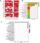 Differential expression of COL4A3 and collagen in upward and downward progressing types of nasopharyngeal carcinoma