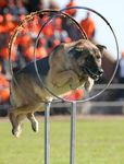 POLICE - K9 ACTION - SAPS