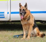 POLICE - K9 ACTION - SAPS