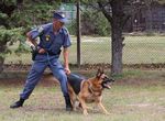 POLICE - K9 ACTION - SAPS